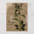 Recherche de herbes cartes postales Plante