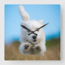 Recherche de occidental horloges Chien