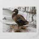 Recherche de humide vœux cartes Oiseau