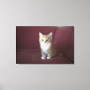 Recherche de sofa posters Image de couleur