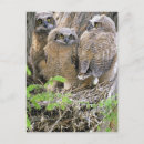 Recherche de famille de hibou cartes postales Oiseau