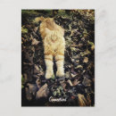 Recherche de orange chat tigré cartes postales Chats