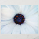 Recherche de marguerites prospectus Pour tous