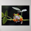Recherche de grenouille posters Mignon