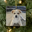 Zoek naar cuteness Hond