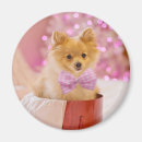 Recherche de petit chien magnets Noël