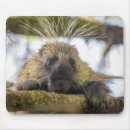 Recherche de porc épic tapis souris Animal