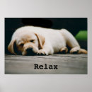 Zoek naar geel labrador posters Puppy