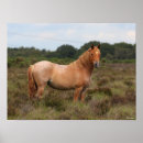 Zoek naar bosbouw posters Paard