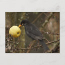 Zoek naar zwarte vogels briefkaarten Dier