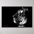 Zoek naar witte tijgers posters Wilde dieren