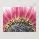 Recherche de joli tournesol cartes postales Rose