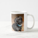 Recherche de canine photographie Noir