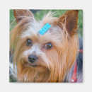 Recherche de terrier yorkshire magnets Mignon