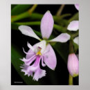 Recherche de jolies posters Orchidée