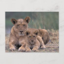 Recherche de okavango cartes postales Animal