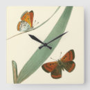 Recherche de papillon horloges Coloré