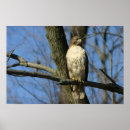 Recherche de de fauconnerie posters Raptor