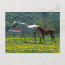Zoek naar veulen posters Paardenfamilie
