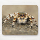 Recherche de araignée tapis souris Arachnide
