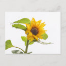 Recherche de tournesol jaune cartes postales Photographie de tournesol