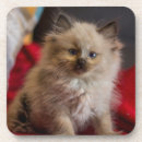 Recherche de chat siamois dessous de verres Animaux domestiques