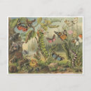 Zoek naar insecten briefkaarten Rupsen