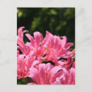 Recherche de électrique cartes postales Rose