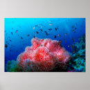 Recherche de rougeoyant posters Rose