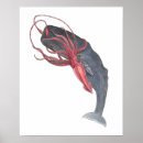 Zoek naar walvis posters Illustratie