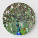 Recherche de plume de queue photographie Nature