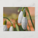 Recherche de snowdrops cartes postales Photographie