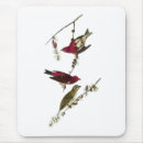 Recherche de audubon tapis souris Nature