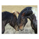 Recherche de tête de cheval posters Chevaux