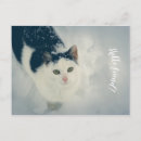 Recherche de chat français cartes postales Friend