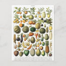 Zoek naar vintage botanisch briefkaarten Illustratie