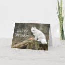 Zoek naar poolvos kaarten Natuur