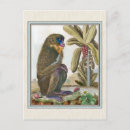 Recherche de histoire naturelle cartes postales Antique