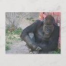 Recherche de gorilles cartes postales Singe