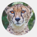 Recherche de yeux de autocollants Chats
