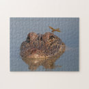 Recherche de reptile photographie Photographie de la faune