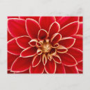 Recherche de dahlia rouge cartes postales Orange