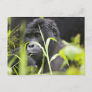 Zoek naar oeganda briefkaarten Nationaal park