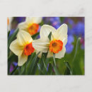 Zoek naar gele narcissen briefkaarten Kleurrijk