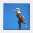 Recherche de aile bleue magnets Martin pêcheur