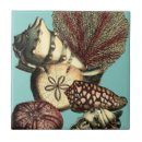 Recherche de dollar de sable carreaux Étoiles de mer