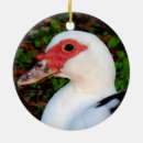 Recherche de canard blanc Oeuf