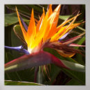 Zoek naar paradijsvogels posters Bloemen