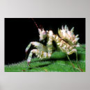 Recherche de adaptée posters Animal
