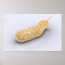 Recherche de microbiologie posters Science